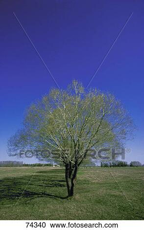 Stock Image - First of a row of trees in grassy field in spring. Fotosearch