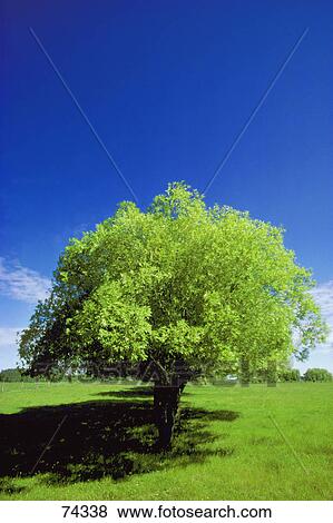 Stock Photo - First of a row of trees in grassy field in summer. Fotosearch