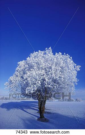 Stock Image - First of a row of trees in snowy field in winter. Fotosearch