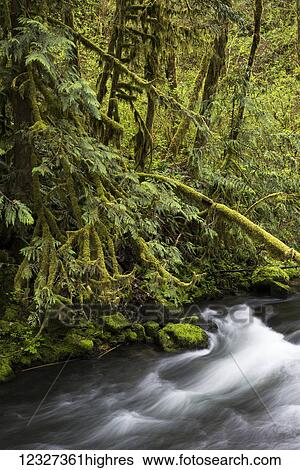 Stock Photograph - Fishhawk Creek flows through the forest; Jewell, Oregon, United States of America. Fotosearch