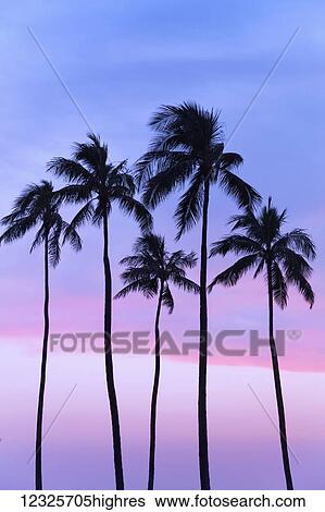 Stock Photograph - Five coconut palm trees in line with cotton candy sunset behind; Honolulu, Oahu, Hawaii, United States of America. Fotosearch