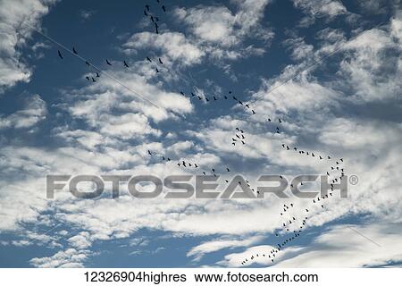 Stock Photograph - Flock of geese (Anserini) fly overhead; Iceland. Fotosearch