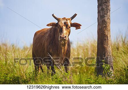 Stock Photograph - Florida Cracker cattle, free range; Florida, United States of America. Fotosearch