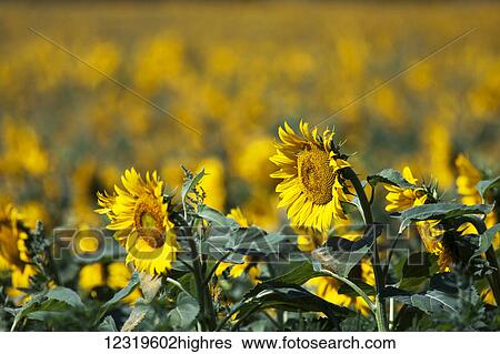 Flowers View Large Photo Image Stock Photograph - Flowers. Fotosearch