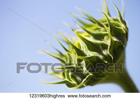Stock Photograph - Flowers. Fotosearch