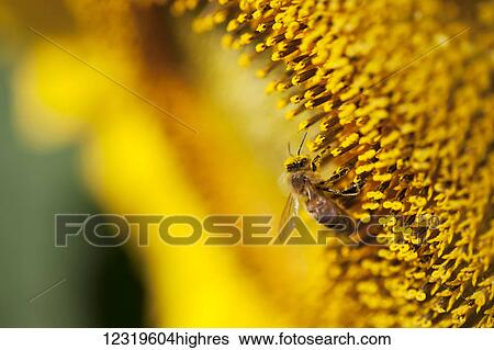 Stock Photograph - Flowers. Fotosearch