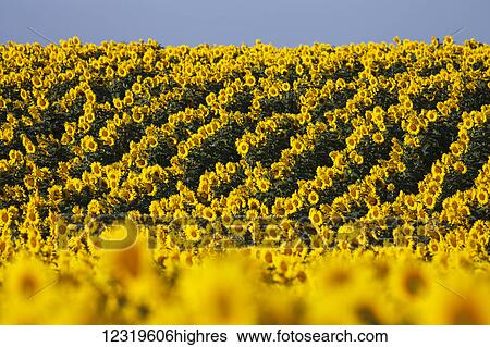 Flowers View Large Photo Image Stock Photograph - Flowers. Fotosearch