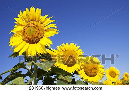 Stock Photograph - Flowers. Fotosearch