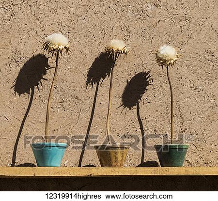 Flowers View Large Photo Image Stock Photograph - Flowers. Fotosearch