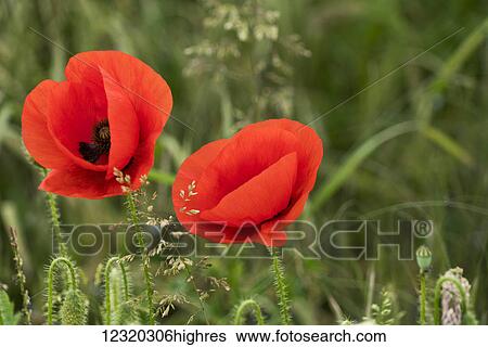 Stock Photograph - Flowers. Fotosearch