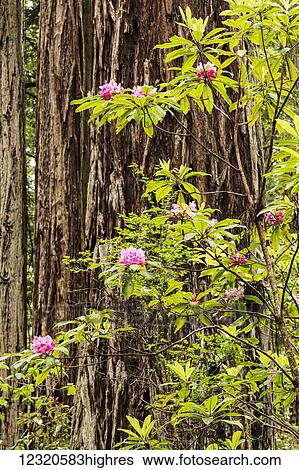 Stock Photograph - Flowers. Fotosearch
