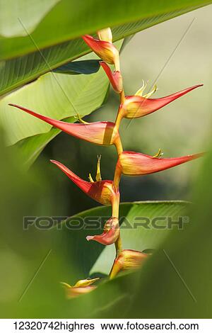 Stock Photograph - Flowers. Fotosearch