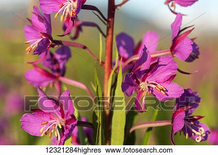 Flowers View Large Photo Image Stock Photograph - Flowers. Fotosearch
