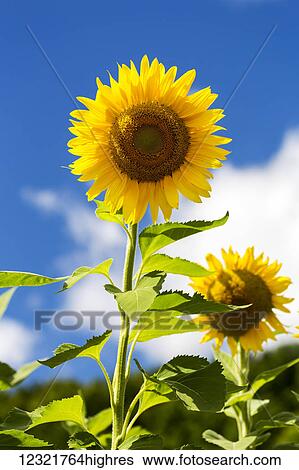 Stock Photograph - Flowers. Fotosearch