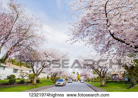 Stock Photograph - Flowers. Fotosearch