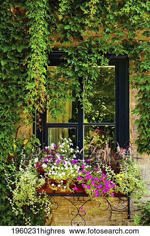 Stock Photograph - Flowers. Fotosearch