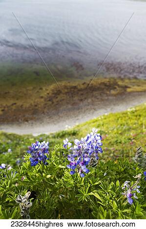 Stock Photograph - Flowers. Fotosearch