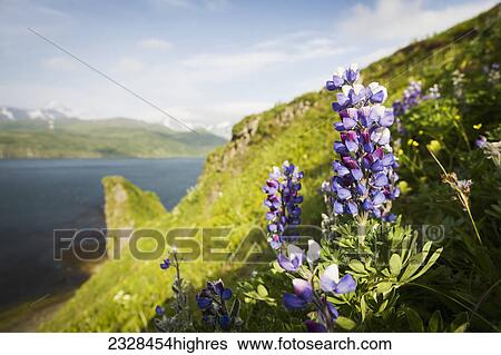 Stock Photograph - Flowers. Fotosearch