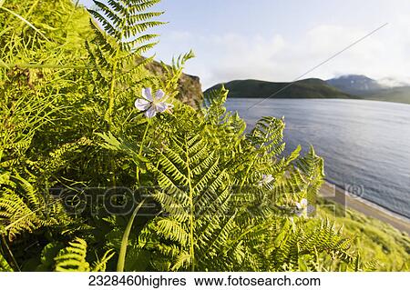 Stock Photograph - Flowers. Fotosearch