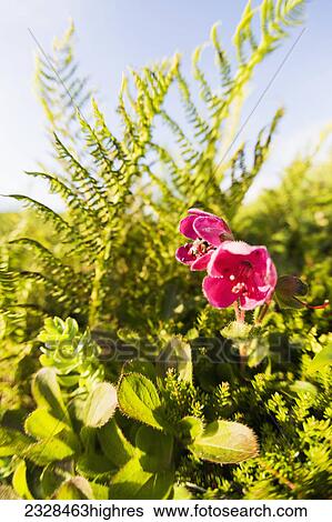 Stock Photograph - Flowers. Fotosearch