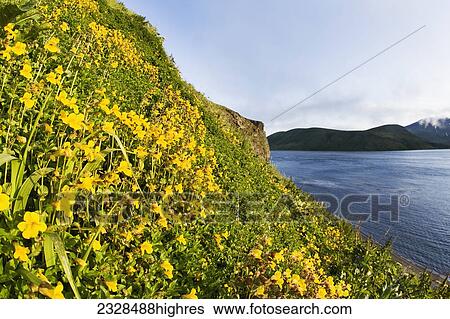 Stock Photograph - Flowers. Fotosearch