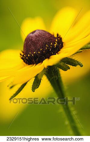 Stock Photograph - Flowers. Fotosearch