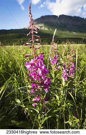 Stock Photograph - Flowers. Fotosearch