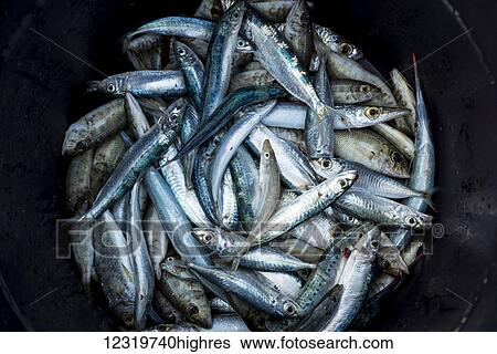 Stock Photograph - Food. Fotosearch