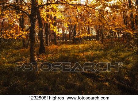 Stock Photograph - Forest meadow in glowing autumn colours near the floodplain of the Mersey River, Kejimkujik National Park; Nova Scotia, Canada. Fotosearch