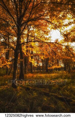 Forest meadow in glowing autumn colours near the floodplain of the Mersey River, Kejimkujik National Park; Nova Scotia, Canada View Large Photo Image Stock Photograph - Forest meadow in glowing autumn colours near the floodplain of the Mersey River, Kejimkujik National Park; Nova Scotia, Canada. Fotosearch