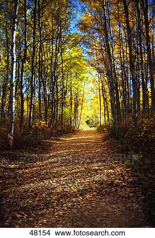 Picture - Forest path in autumn. Fotosearch