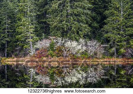 Forest reflects on Black Lake, near Ilwaco; Washington, United States of America View Large Photo Image Stock Photograph - Forest reflects on Black Lake, near Ilwaco; Washington, United States of America. Fotosearch