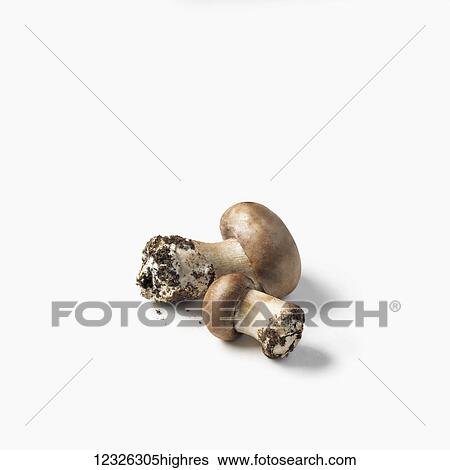 Stock Photograph - Fresh mushrooms with dirt on the stems on a white background. Fotosearch