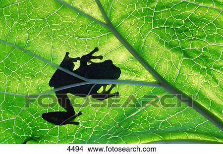 Frog on green leaf View Large Photo Image Picture - Frog on green leaf. Fotosearch
