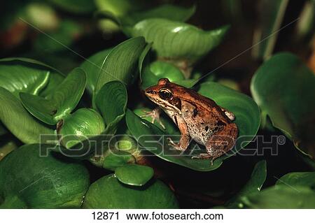 Stock Image - Frog sitting on leaf. Fotosearch