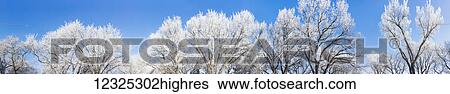 Stock Photograph - Frost covered trees against a blue sky; Alberta, Canada. Fotosearch