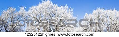 Stock Photograph - Frost covered trees in winter against a blue sky; Alberta, Canada. Fotosearch