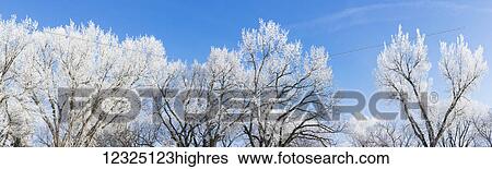 Stock Photograph - Frost covered trees in winter against a blue sky; Alberta, Canada. Fotosearch