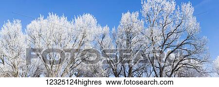 Stock Photograph - Frost covered trees in winter against a blue sky; Alberta, Canada. Fotosearch