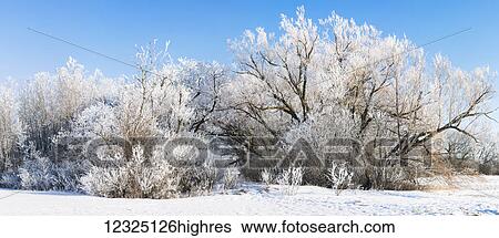 Frost covered trees in winter against a blue sky with snow on the ground; Alberta, Canada View Large Photo Image Stock Photograph - Frost covered trees in winter against a blue sky with snow on the ground; Alberta, Canada. Fotosearch
