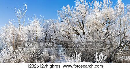 Stock Photograph - Frost covered trees in winter against a blue sky with snow on the ground; Alberta, Canada. Fotosearch