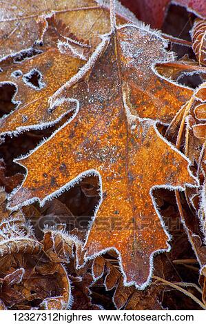 Frost rimmed oak leaf; Bedford, Nova Scotia, Canada View Large Photo Image Stock Photograph - Frost rimmed oak leaf; Bedford, Nova Scotia, Canada. Fotosearch