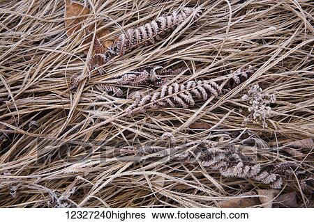 Stock Photograph - Frosted ferns, grass and leaves; Oakfield, Nova Scotia, Canada. Fotosearch