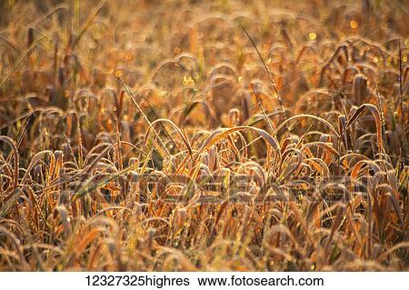 Stock Photograph - Frosted field grass at dawn; Oakfield, Nova Scotia, Canada. Fotosearch