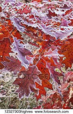 Stock Photograph - Frosted red oak leaves; Oakfield, Nova Scotia, Canada. Fotosearch