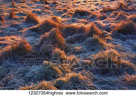 Stock Photograph - Frosted tufts of field grass lit by a rising sun; Lower Sackville, Nova Scotia, Canada. Fotosearch