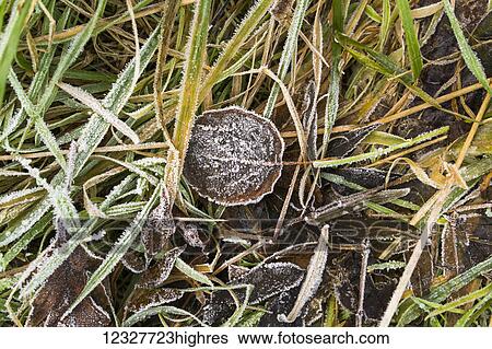 Stock Photograph - Frosty grass and leaves on the ground in autumn; South Shields, Tyne and Wear, England. Fotosearch