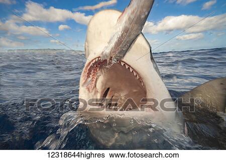 Stock Photograph - Galapagos shark (Carcharhinus galapagensis) can reach twelve feet in length and is listed as potentially dangerous; Hawaii, United States of America. Fotosearch