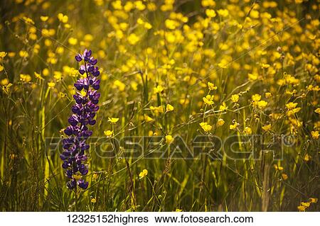 Stock Photograph - Garden lupin (Lupinus polyphyllus) and buttercups (Ranunculus) in a field at sunset; Fall River, Nova Scotia, Canada. Fotosearch
