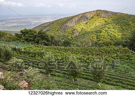 Stock Photograph - Gardens of the Monastery of St. Nino at Bodbe; Sighnaghi, Kakheti, Georgia. Fotosearch